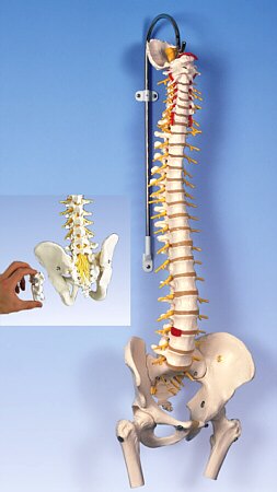 Columna Flexible - Versión de Lujo con cabezas de fémur  A58/6