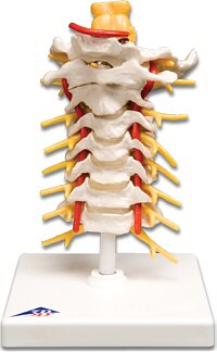 Columna cervical  A72