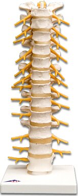 Columna dorsal  A73