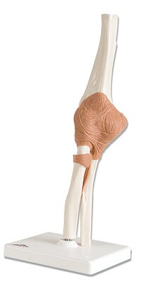 Articulación del Codo - Modelo Funcional  A83