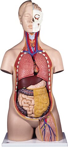 Torso clásico asexuado, 12 partes  B09