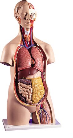 Torso clásico asexuado, 14 partes  B13