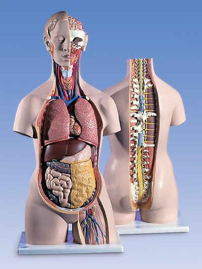 Torso clásico con espalda abierta, 18 partes  B19