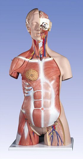 Torso de lujo con músculos, 31 partes  B40