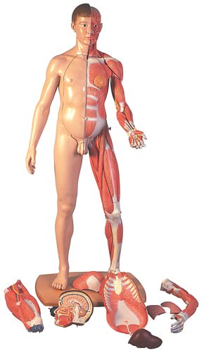 3BScientific(r) figura corporal completa de doble sexo, 39 partes  B53