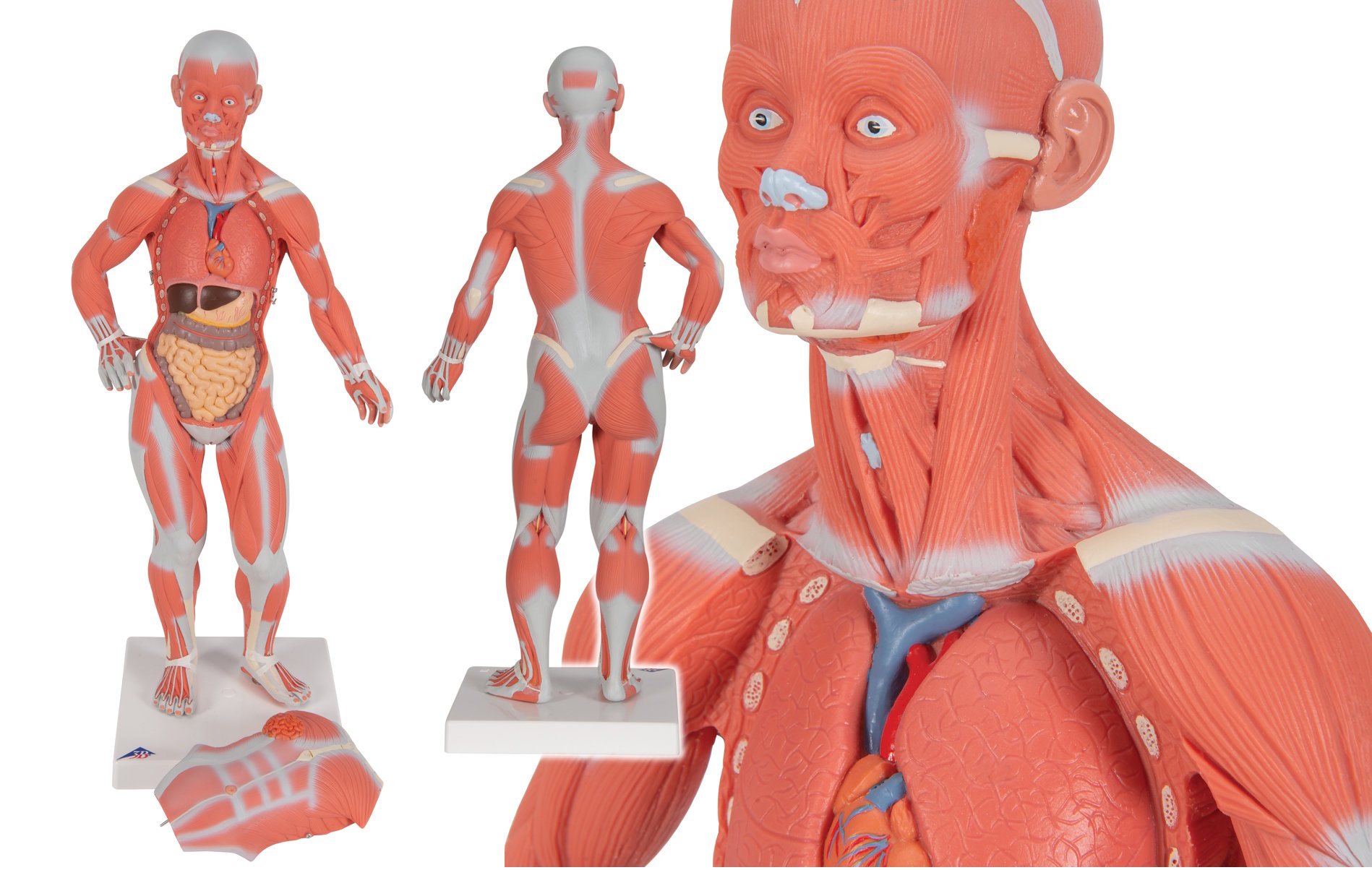 Maqueta de la musculatura humana estriada, muy detallada, reproducida en escala 1/3 B59