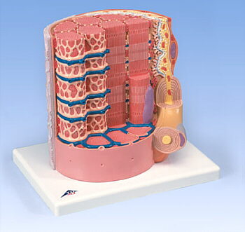 3B MICROanatomy Fibra muscular escala 10 mil a uno B60