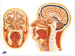 Corte Medial y Frontal de la Cabeza  C13