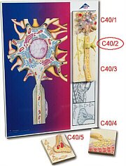 Vainas Mielínicas del SNC  C40/2
