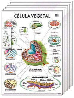 Colección de 14 láminas escolares: Botánica CL BOTANICA