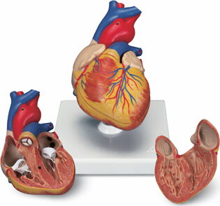 Cardiología