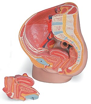 Pelvis femenina, 2 piezas  H10