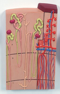 Nefrones y conductos sanguíneos, 120 veces su tamaño natural  K10/1