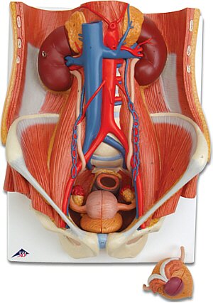 Sistema Urinario de sexo dual, en 6 piezas  K32