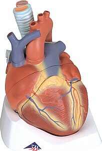 Corazón, en 7 piezas  VD253