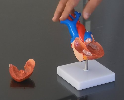 Modelo de corazón tamaño natural, divisible en 2 partes, con pie XC-307A