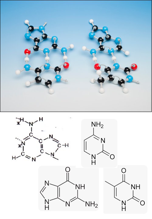 Juego de modelos moleculares con las 4 bases del ADN MKO-ACGT-53