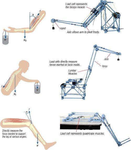 Conjunto de elementos de estructuras para modelizar la mecánica parte del cuerpo humano ME-7001